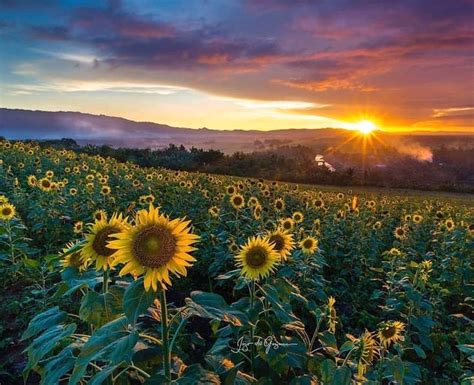 Sunflowers Are Blooming in This Beautiful Farm in Albay.